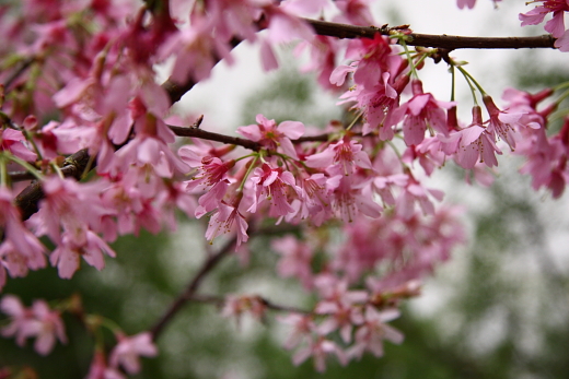 10-03桜9354.JPG