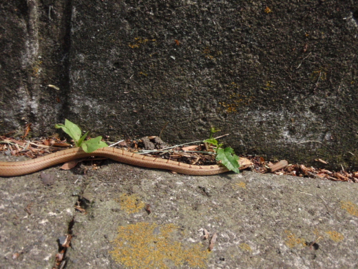 P1011186-1.JPG